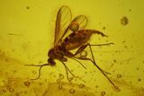 Fossil Fly (Diptera) In Baltic Amber #150693-1
